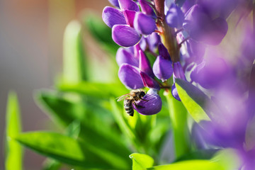 Honey bee on the lupine