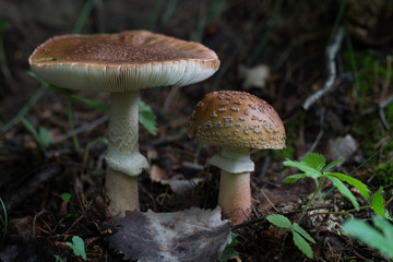 Edible mushrooms Amanita rubescens