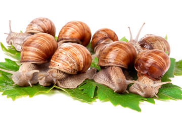 some snails crawling on the grape leaves white background