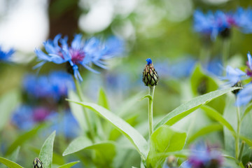 Blue Centaurea in green summer field
