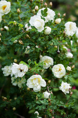 White rose hips