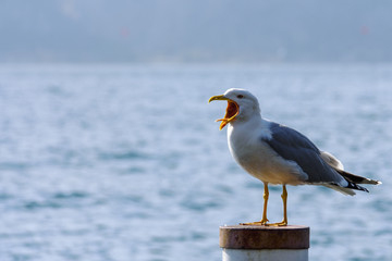 "The scream", seagull at the lake "L'urlo", gabbiano al lago