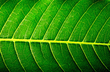 green Leaf Texture