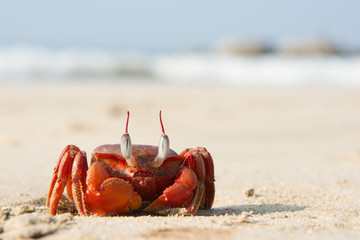 The big red crab sitting on the sand on the ocean shore - 114162151