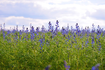 Fototapety  pole z kwitnącymi niebieskimi kwiatami