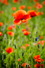 Red poppy flowers blooming in the green grass field, floral natural spring background, can be used as image for remembrance and reconciliation day