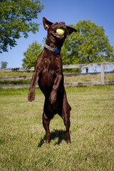 Energetic chocolate Labrador on hind legs facing viewer catching tennis ball