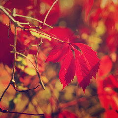 Wild grape red leaves, natural seasonal autumn vintage background