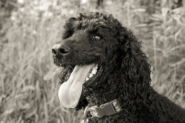 Happy black standard poodle panting in sepia