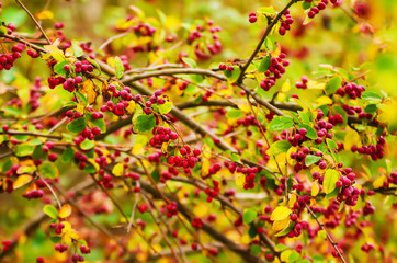 Hawthorn red berries in nature, autumn seasonal vintage background