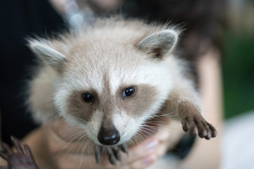 baby raccoon
