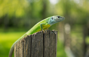 Green lizard in the wild.