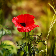 Red poppy flowers blooming in the green grass field, floral sunny natural spring  vintage hipster background, can be used as image for remembrance and reconciliation day