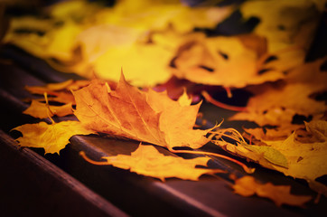 Autumn maple leaf lying on the wooden bench, seasonal fall natural background