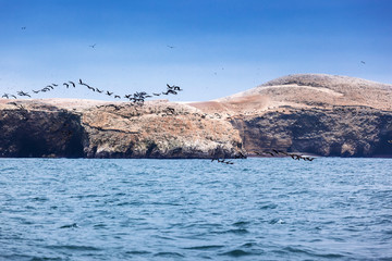 island and flock of birds