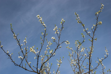 Tranquil scene blossom plum tree by spring