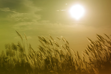 Fototapeta premium blurred beautiful brown grass at sunset with vintage tone