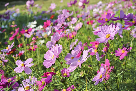 selective focus colorful Cosmos field