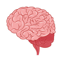 human brain icon