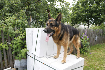 Dog german shepherd in a summer day