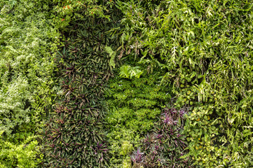 Green tree and leave wall background