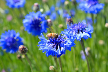 Bee on Purple Wildflower
