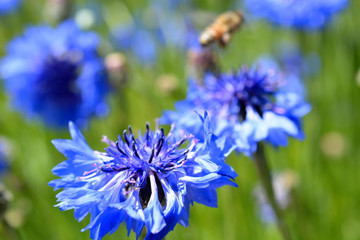Purple Wildflowers and Blurred Bee Flying in Background