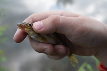 child's hand holding a fish, closeup