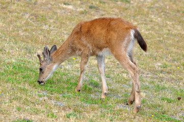 A close-up of a young black-tailed deer with budding velvet covered antlers, standing in a city neighborhood eating grass.