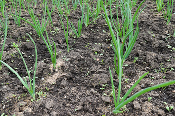 rows of green onions grow in the garden