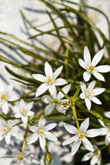 white flowers bloom beautifully night stars on a white wall