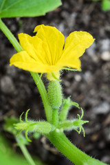 ovary and flower of cucumber growing in the gardenm, vertical frame