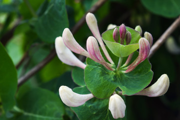 curly decorative flower honeysuckle closeup