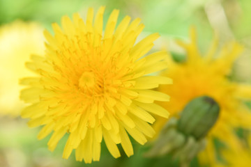 yellow dandelion and its Bud. out of focus, closeup