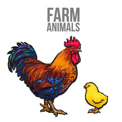 rooster and chicken poultry farm, vector illustration sketch isolated on white background hand-drawn set farm rooster and birds yellow chick, chicken family dad and baby, farm bird