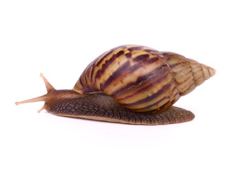 Snail isolated on white background