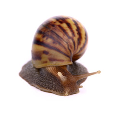 Snail isolated on white background (selective focus)