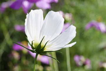 Fototapeta premium Cosmos flowers in morning