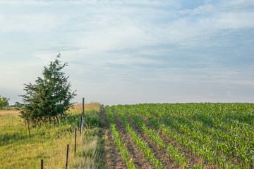 Fototapeta na wymiar A landscape of corn, a fence, and a field with an evergreen shrub with a blue sky.