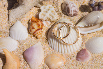 Кольца на ракушках/Rings on the shells