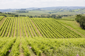 Fototapeta na wymiar Les vignes de Toscane