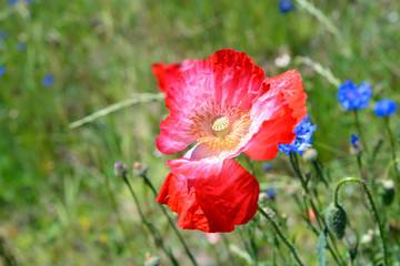 Vibrant Poppy Flower in Full Bloom
