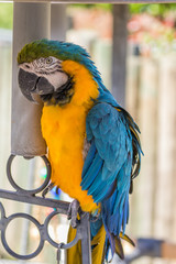 Blue macaw. Macro photo. Portrait. Big beak. Multi-colored feathers
