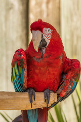 Red macaw. Macro photo. Portrait. Big beak. Multi-colored feathers