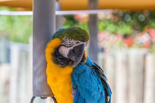 Blue macaw. Macro photo. Portrait. Big beak. Multi-colored feathers
