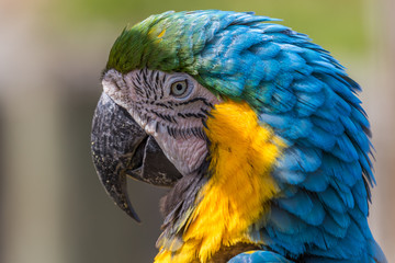 Blue macaw. Macro photo. Portrait. Big beak. Multi-colored feathers
