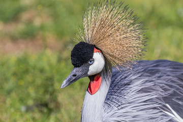 Beautiful bird. Gold crown of feathers. Grey crowned crane. Portrait.