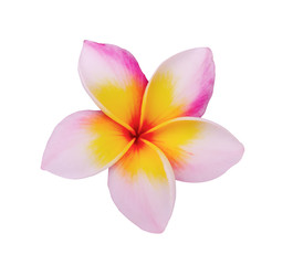 Fototapeta premium Plumeria flower on white background
