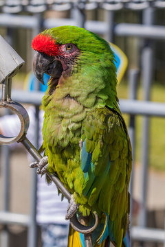 Green macaw. Macro photo. Portrait. Big beak. Multi-colored feathers