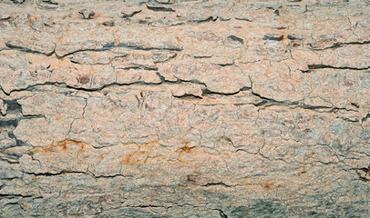 Tree bark texture for background